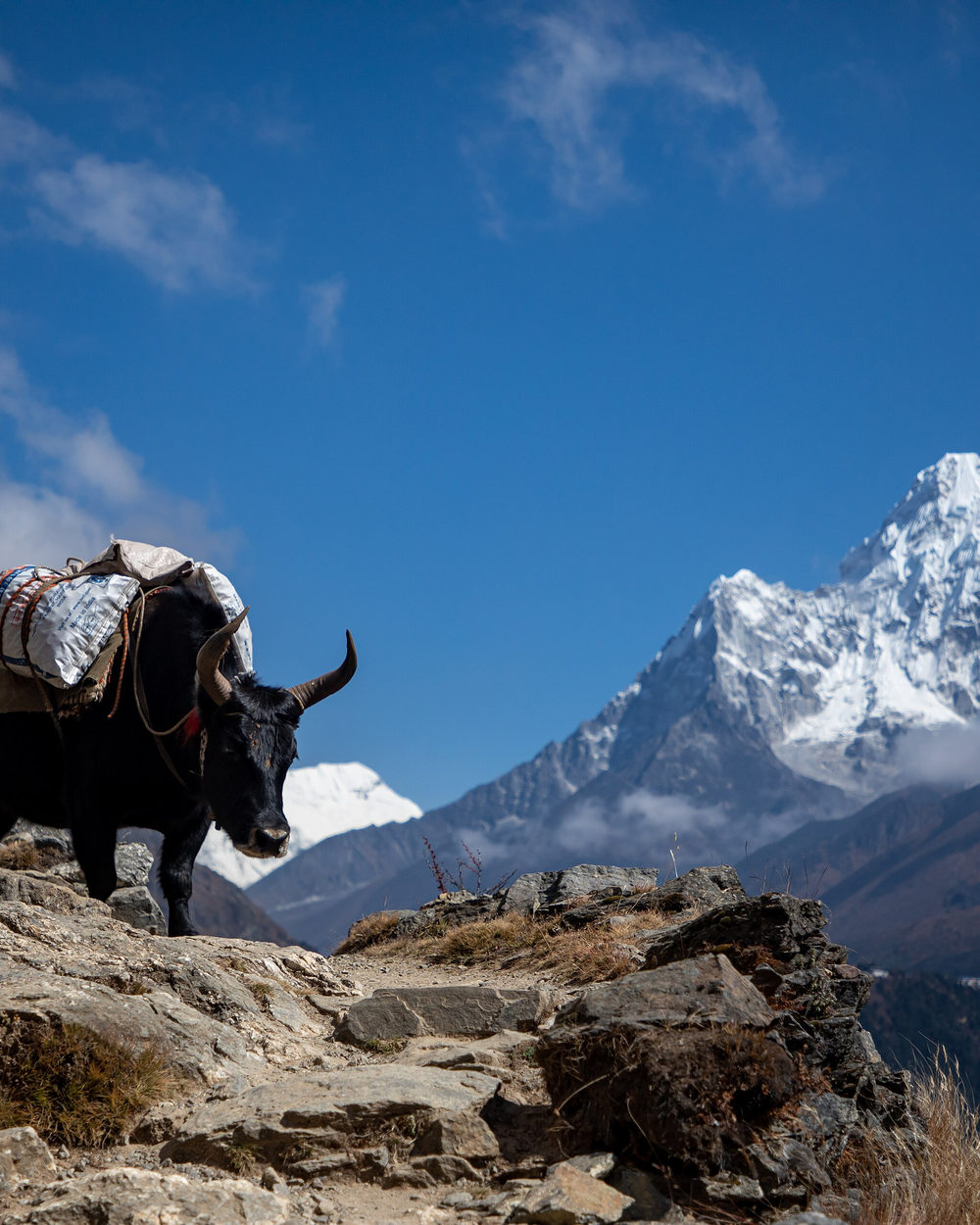 Loaded yaks on the trail with the summit of Ama Dablam rising behind them.